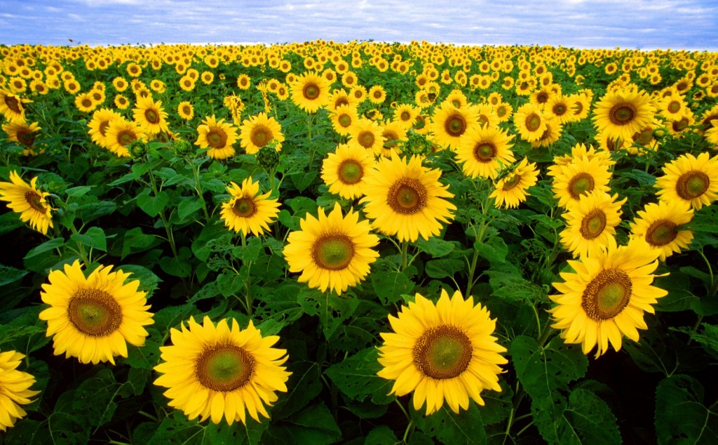 sunflowers-landscape-photo-ariege